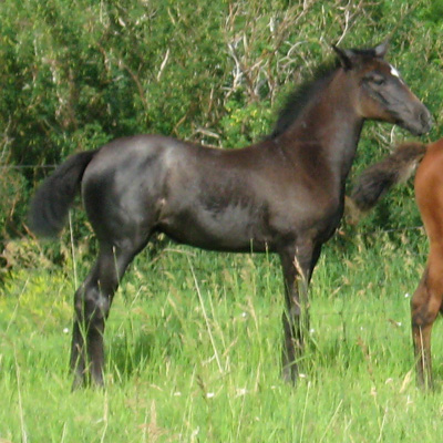 Photo of Contessa