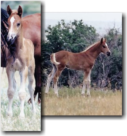 Chaucer's pictures