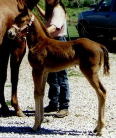 Pralines Dream's foal Prairie Dream