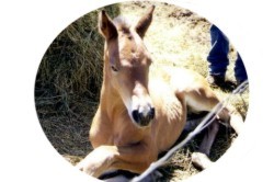 Picture of Resero's baby Nightingale