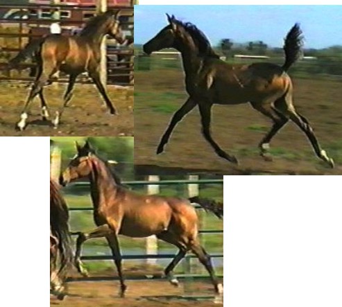 Naght Wind's pictures