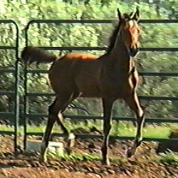 Picture of Night Dancer