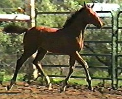 Picture of Night Dancer