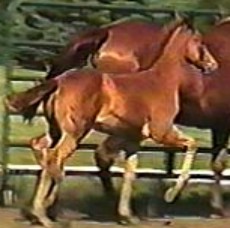 Pralines Dream's foal Prairie Dream