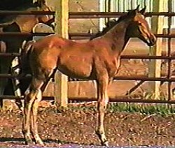 Picture of Resero's baby Nightingale