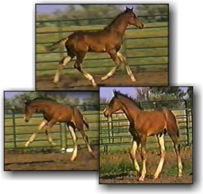 Cluster of Czar's pictures